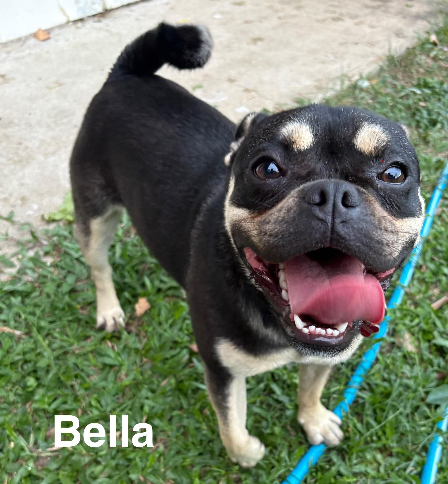 Bella (Dog) Bella (Dog)